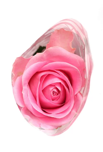 Romantisk Rosa Ros — Stockfoto
