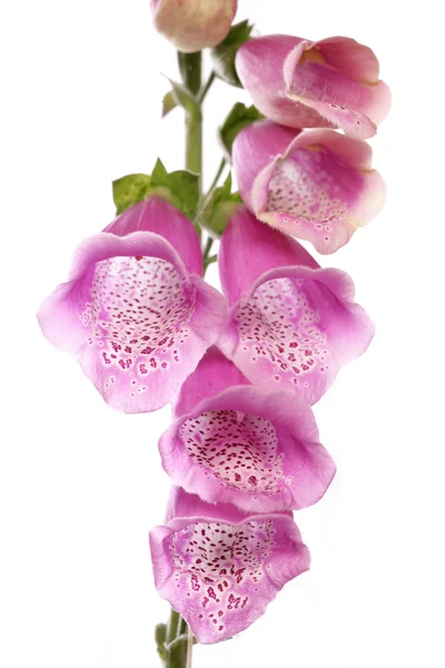 Nærbillede af Foxglove blomst - Stock-foto