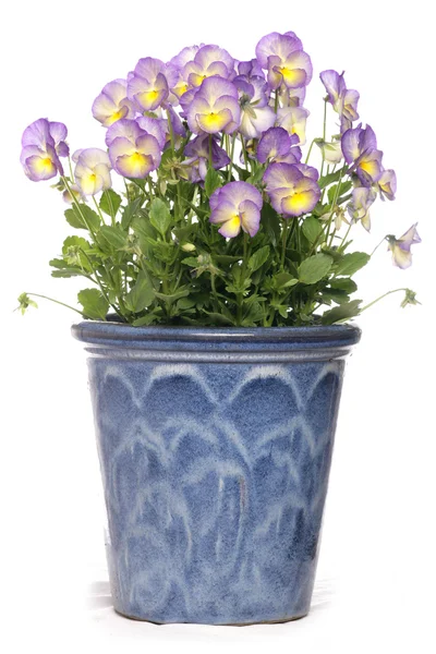 stock image Purple pansies in a pot