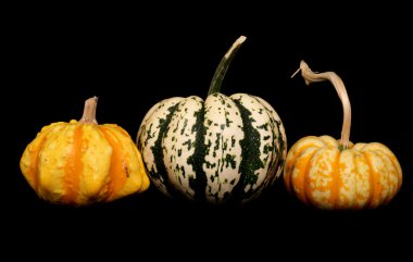 squash, çeşitli