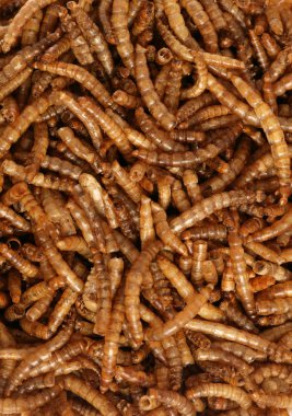 kurutulmuş mealworms yabani kuş gıda arka plan