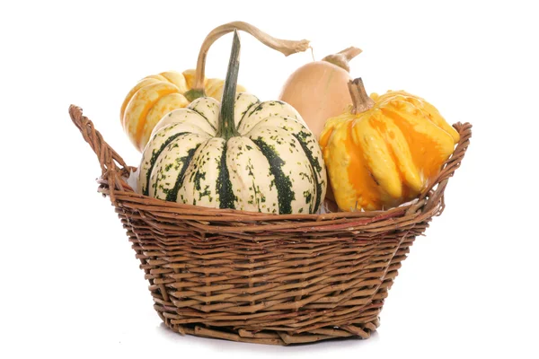 Squash in a basket — Stock Photo, Image