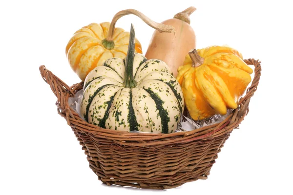 Squash in a basket — Stock Photo, Image
