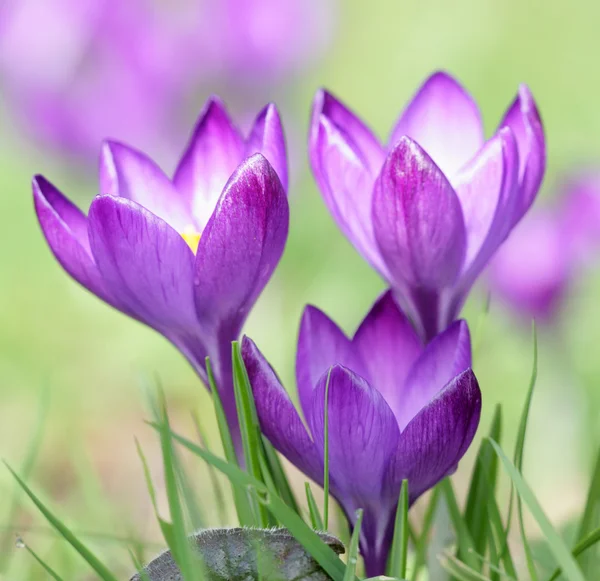 Крокус Пурпурна квітка — стокове фото