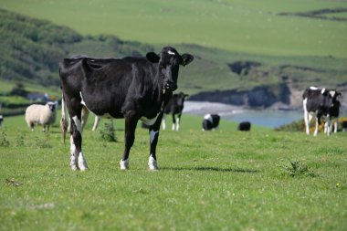 Tarladaki İnek