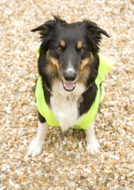 Border Collie wearing hi vis Jacket clipart