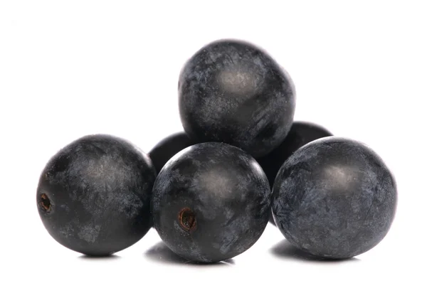 stock image Slow berries