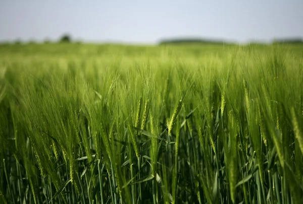 stock image Field of green wheat