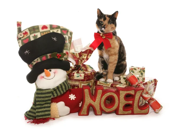 Могги Рождественский коврик — стоковое фото