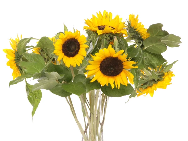 Sunflowers studio cutout — Stock Photo, Image