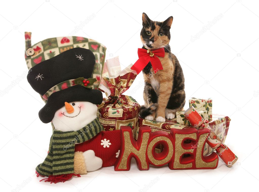 Moggy Christmas Cat