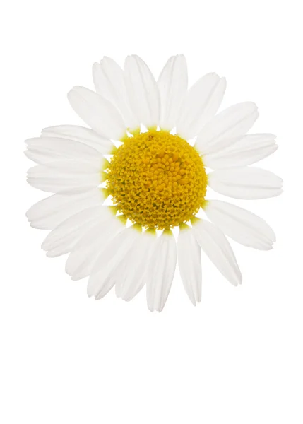 Daisy cutout — Stock Photo, Image