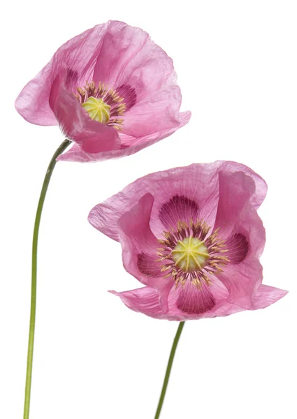 Różowy fioletowy Maki — Zdjęcie stockowe