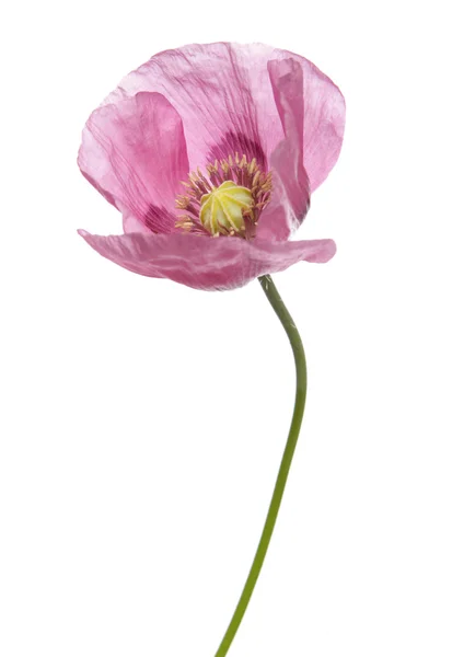 Różowy fioletowy Mak — Zdjęcie stockowe