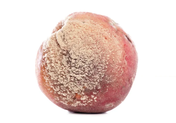 Гнилой персик — стоковое фото