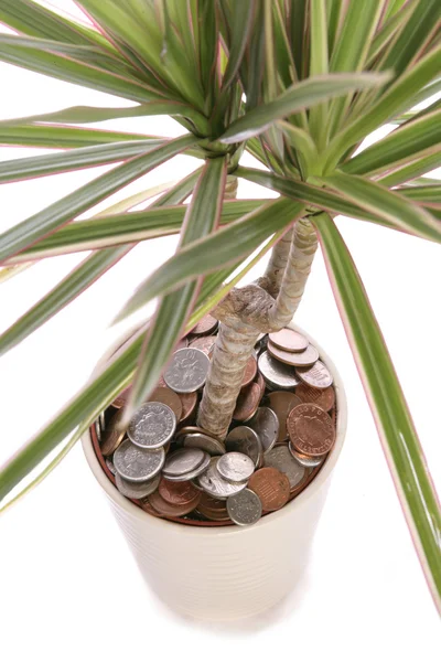 Sterling Money em vaso de plantas — Fotografia de Stock