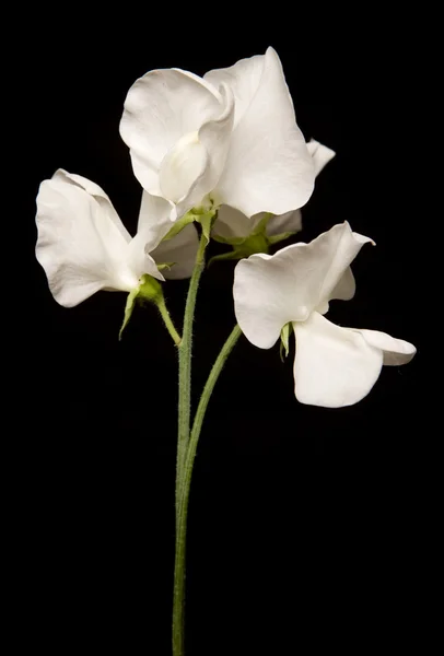 Bouquet de petits pois blancs — Photo