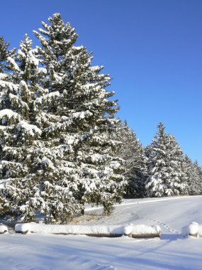 Kışın kar kürk-ağaçlar