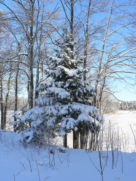 Kürk-ağaç kış — Stok fotoğraf