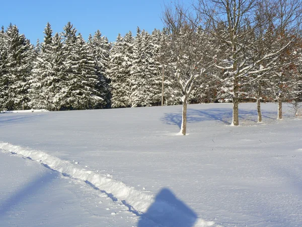 木の冬の小道 — ストック写真