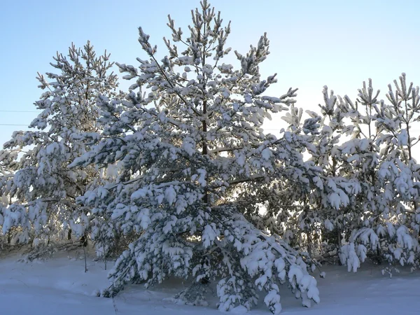 Сосна покрыта снегом — стоковое фото