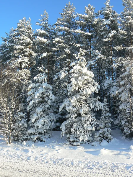 Kışın kar kürk-ağaçlar — Stok fotoğraf