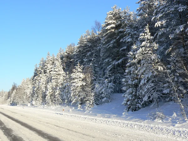 Estrada florestal no inverno — Fotografia de Stock