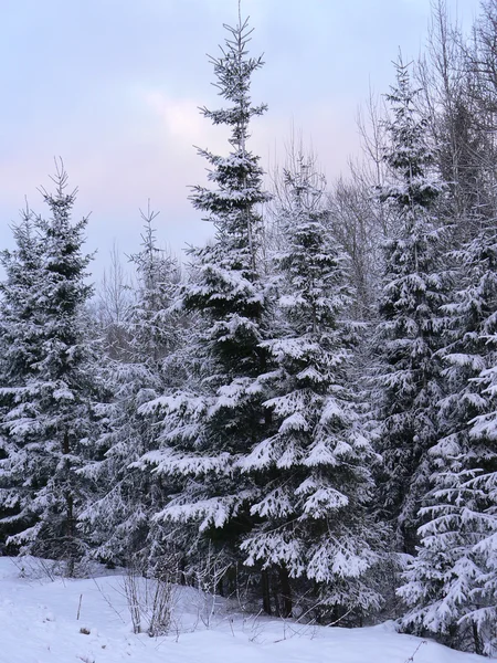 Avond in winter hout — Stockfoto