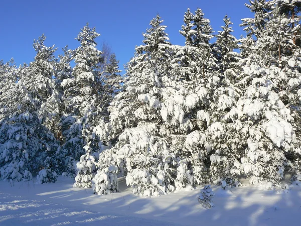 Peles de neve árvores no inverno — Fotografia de Stock