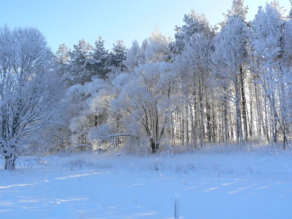 Die gefrorenen Bäume — Stockfoto