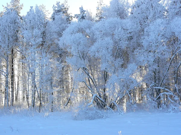 Los árboles congelados — Foto de Stock