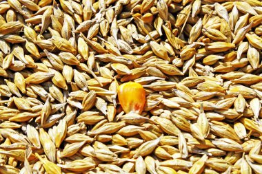 Seeds of wheat and yellow maize seed clipart