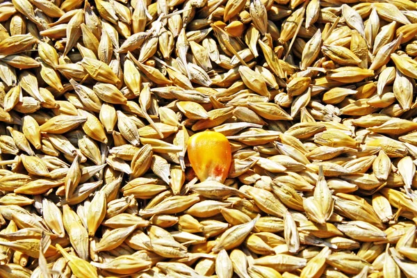 Mag a búza és a sárga kukorica vetőmag — Stock Fotó