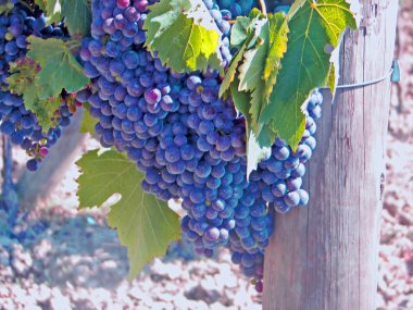 Bunch of grapes ready for harvest clipart