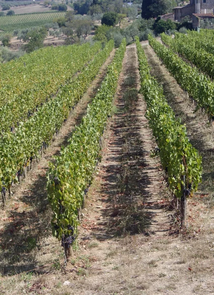 Vinhedos com muitos cachos de uvas nas colinas — Fotografia de Stock
