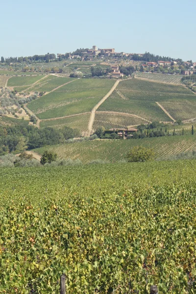 Weinberge mit vielen Trauben in den Hügeln — Stockfoto