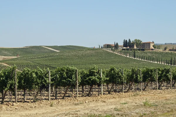 Wijngaarden met veel bossen van druiven in de heuvels — Stockfoto