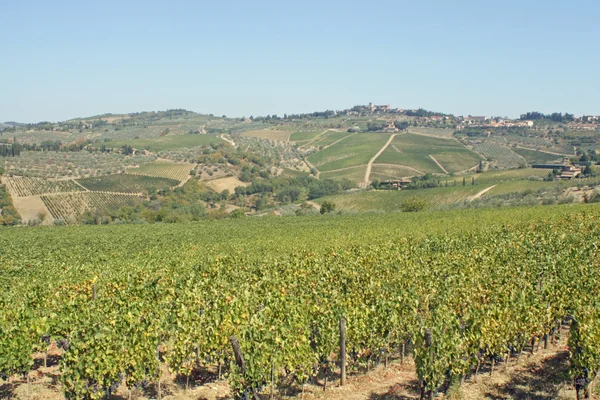 Winnice z wielu kiście winogron w górach — Zdjęcie stockowe