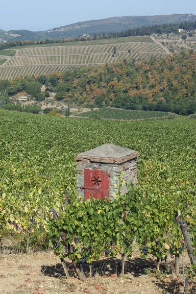 Виноградники з багатьма гронами винограду в пагорбах — стокове фото