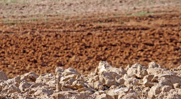 赤い乾燥した塊で耕した畑シエナ — ストック写真