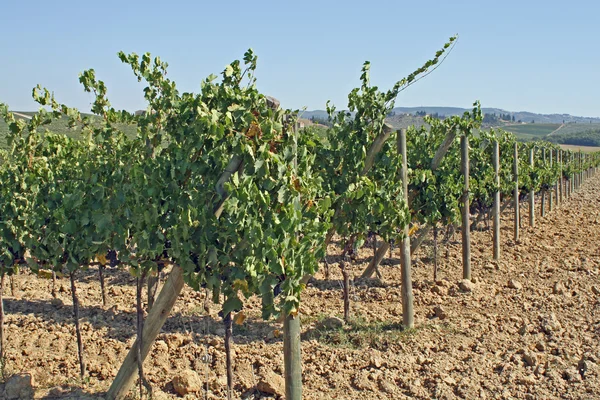 У Тоскані з довгий ряд лози і виноград виноградник — стокове фото