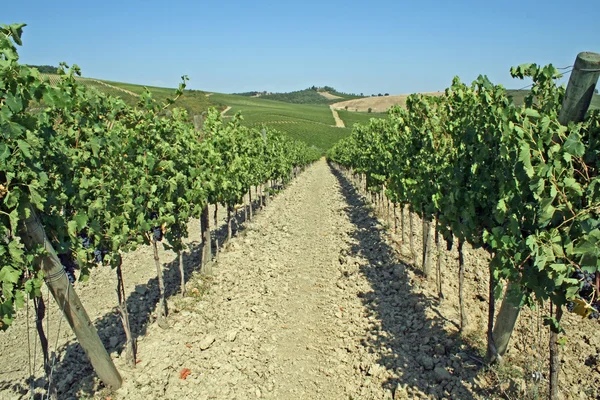 Виноградників на пагорбі в Тоскані влітку — стокове фото