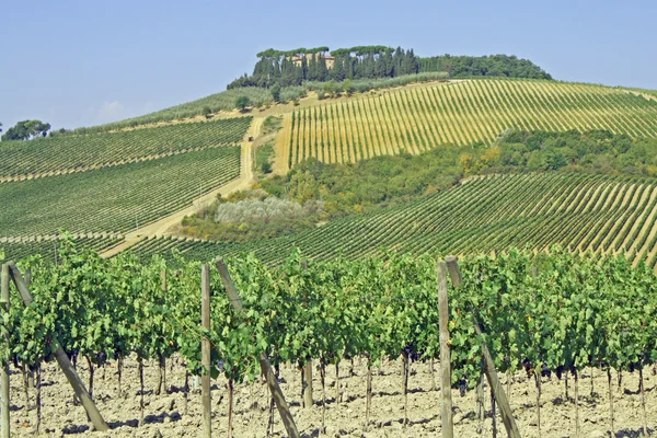 Weinberge auf einem Hügel in der Toskana im Sommer — Stockfoto
