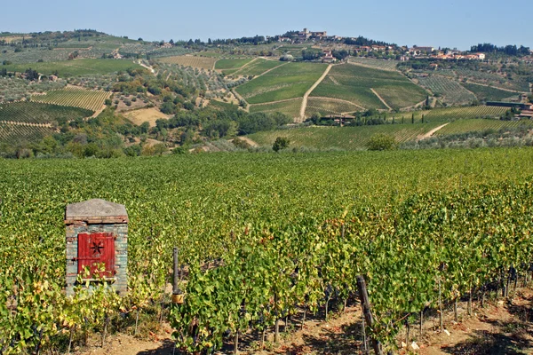 Виноградники Тосканы — стоковое фото