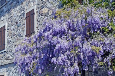 Glycine purple of an ancient house of Friuli clipart