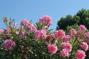 Pink rhododendron blossoms on a sunny day in summer clipart