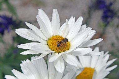 Beyaz papatya gelen nektarı emme arı