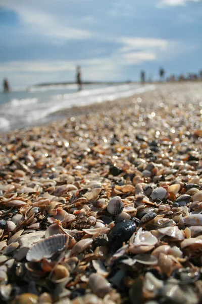 Series of shells on the beach by the sea in summer — Stock Photo, Image