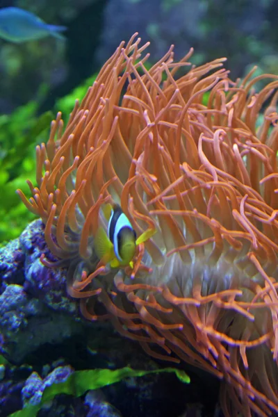 非常鲜艳的小丑鱼和海洋红藻 — 图库照片
