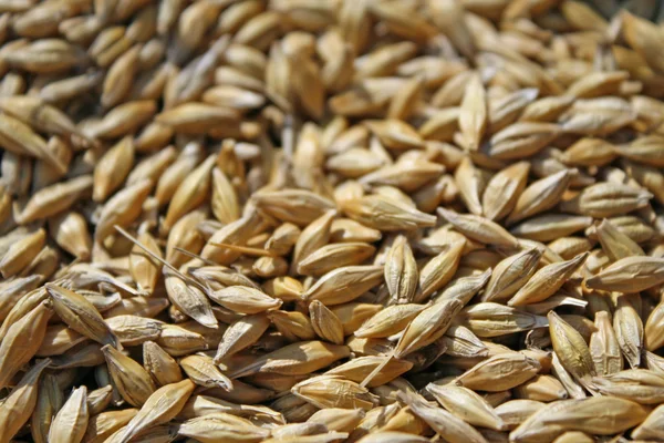 Collection of seeds of wheat ready for grinding — Stock Photo, Image